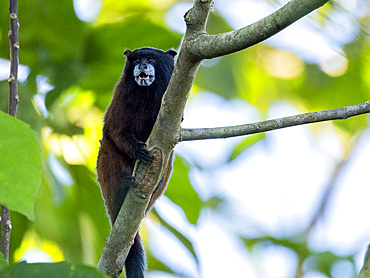 Adult saddleback tamarin, Saguinus fuscicollis, climbing in a tree within the Pacaya Samiria Preserve, Peru.