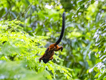 Adult saddleback tamarin, Saguinus fuscicollis, leaping in a tree within the Pacaya Samiria Preserve, Peru.