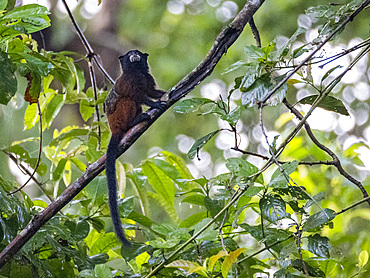 Adult saddleback tamarin, Saguinus fuscicollis, climbing in a tree within the Pacaya Samiria Preserve, Peru.