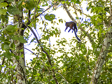 Adult saddleback tamarin, Saguinus fuscicollis, leaping in a tree within the Pacaya Samiria Preserve, Peru.