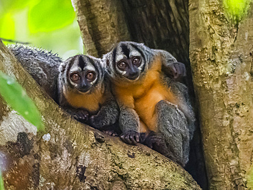 A pair of adult Spix's night monkeys, Aotus vociferans, living in a tree within the Pacaya Samiria Preserve, Peru.