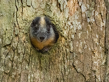 An adult yellow-crowned brush-tailed rat, Isothrix bistriata, living in a tree within the Pacaya Samiria Preserve, Peru.