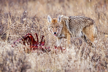 Coyote (Canis latrans) feeding on an elk carcass in Rocky Mountain National Park, Colorado, United States of America, North America 