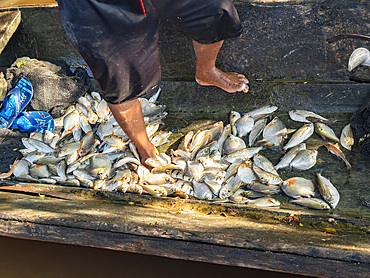 A fisherman showing off the days catch in a small village deep within the Pacaya Samiria Preserve, Peru.