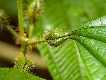 A Miconia tococa plant deep within the Pacaya Samiria Preserve, Peru.