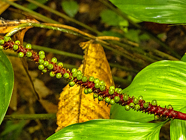 A red pearl anthurium, Anthurium gracile, deep within the Pacaya Samiria Preserve, Peru.