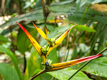 A heliconia plant, Heliconia hirsuta, deep within the Pacaya Samiria Preserve, Peru.