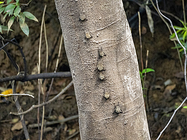 Adult proboscis bats, Rhynchonycteris naso, roosting during the day deep within the Pacaya Samiria Preserve, Peru.