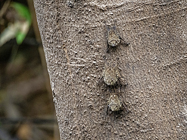 Adult proboscis bats, Rhynchonycteris naso, roosting during the day deep within the Pacaya Samiria Preserve, Peru.