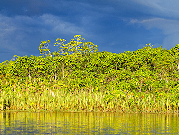 Foliage along the shoreline in a national park deep within the Pacaya Samiria Preserve, Peru.