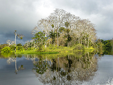 Foliage along the shoreline in a national park deep within the Pacaya Samiria Preserve, Peru.