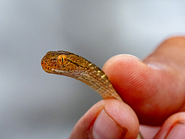 Adult Amazon coastal house snake, Thamnodynastes pallidus, deep within the Pacaya Samiria Preserve, Peru.
