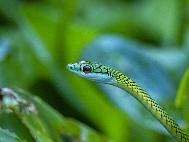 Adult black-skinned parrot snake, Leptophis ahaetulla nigromarginatus, deep within the Pacaya Samiria Preserve, Peru.
