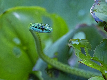 Adult black-skinned parrot snake, Leptophis ahaetulla nigromarginatus, deep within the Pacaya Samiria Preserve, Peru.