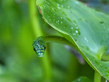 Adult black-skinned parrot snake, Leptophis ahaetulla nigromarginatus, deep within the Pacaya Samiria Preserve, Peru.
