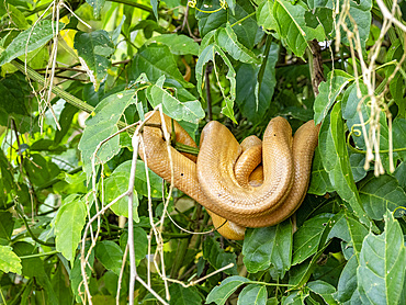 Adult garden tree boa, Corallus constrictor, curled up on a tree deep within the Pacaya Samiria Preserve, Peru.