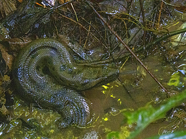Adult green anaconda, Eunectes murinus, curled up in a creek deep within the Pacaya Samiria Preserve, Peru.