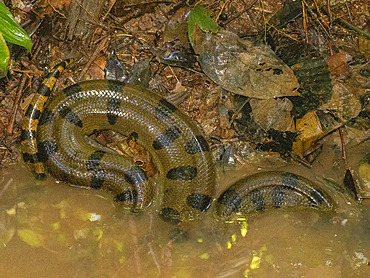 Adult green anaconda, Eunectes murinus, curled up in a creek deep within the Pacaya Samiria Preserve, Peru.