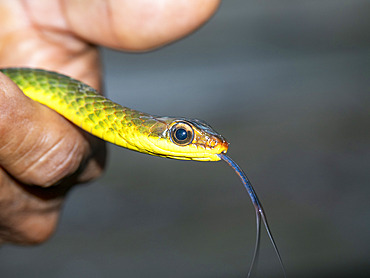 Adult Linnaeus' sipo, Chironius exoletus, head detail caught by a local guide on Tierra Firma on the Marañon River, Peru.