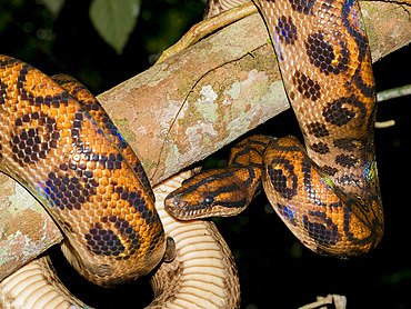 Adult rainbow boa, Epicrates cenchria, caught by a local guide on Tierra Firma on the Marañon River, Peru.