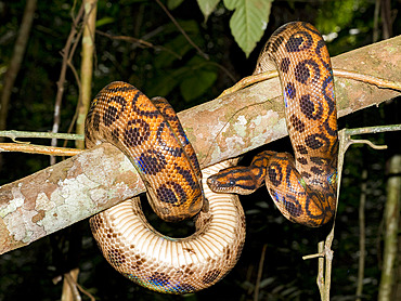 Adult rainbow boa, Epicrates cenchria, caught by a local guide on Tierra Firma on the Marañon River, Peru.