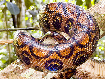 Adult rainbow boa, Epicrates cenchria, caught by a local guide on Tierra Firma on the Marañon River, Peru.