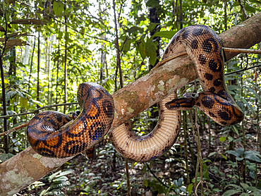 Adult rainbow boa, Epicrates cenchria, caught by a local guide on Tierra Firma on the Marañon River, Peru.