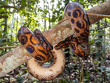 Adult rainbow boa, Epicrates cenchria, caught by a local guide on Tierra Firma on the Marañon River, Peru.