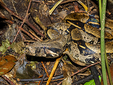 Adult red-tailed boa, Boa constrictor constrictor, caught by a local guide on Tierra Firma on the Marañon River, Peru.