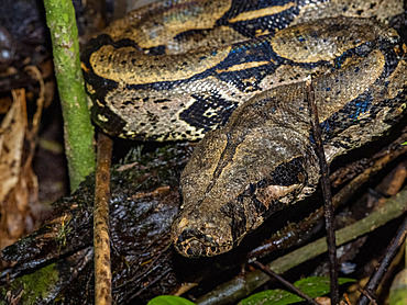 Adult red-tailed boa, Boa constrictor constrictor, caught by a local guide on Tierra Firma on the Marañon River, Peru.