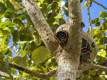 Adult red-tailed boa, Boa constrictor constrictor, coiled up in a tree on Tierra Firma on the Marañon River, Peru.