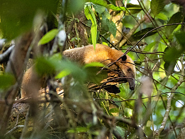 Adult southern tamandua, Tamandua tetradactyla, in a tree on Tierra Firma on the Marañon River, Peru.