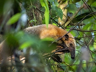 Adult southern tamandua, Tamandua tetradactyla, in a tree on Tierra Firma on the Marañon River, Peru.