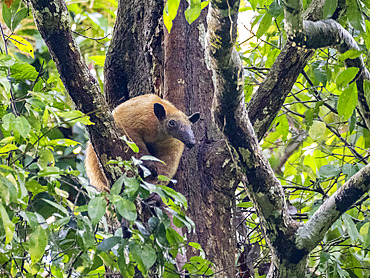 Adult southern tamandua, Tamandua tetradactyla, in a tree on Tierra Firma on the Marañon River, Peru.