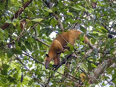 Adult southern tamandua, Tamandua tetradactyla, in a tree on Tierra Firma on the Marañon River, Peru.