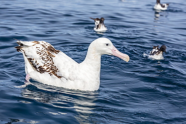 Wandering albatross (Diomedea exulans) in calm seas off Kaikoura, South Island, New Zealand, Pacific 