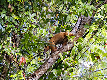 Adult southern tamandua, Tamandua tetradactyla, in a tree on Tierra Firma on the Marañon River, Peru.