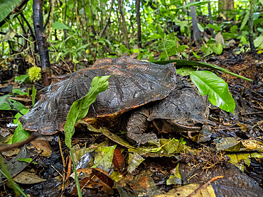 Adult female Amazonian mata mata, Chelus fimbriata, on Tierra Firma on the Marañon River, Peru.
