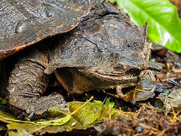 Adult female Amazonian mata mata, Chelus fimbriata, on Tierra Firma on the Marañon River, Peru.