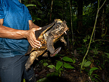 Adult female Amazonian mata mata, Chelus fimbriata, with local guide on Tierra Firma on the Marañon River, Peru.