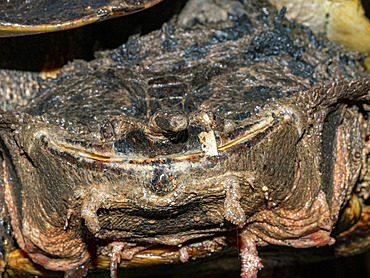 Adult female Amazonian mata mata, Chelus fimbriata, head detail on Tierra Firma on the Marañon River, Peru.