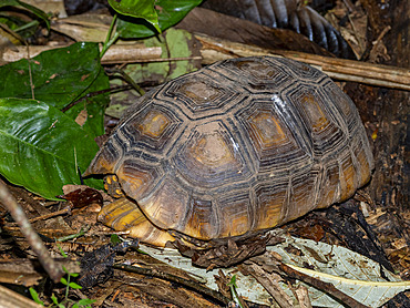 Adult yellow-footed tortoise, Chelonoidis denticulatus, on Tierra Firma on the Marañon River, Peru.
