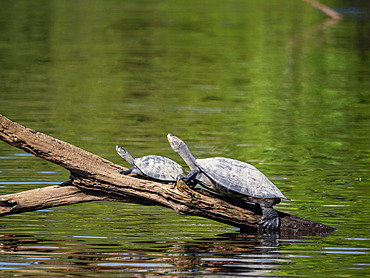 Adult yellow-spotted river turtles, Podocnemis unifilis, basking in the sun within the Pacaya-Samiria Preserve, Peru.