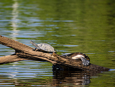 Adult yellow-spotted river turtles, Podocnemis unifilis, basking in the sun within the Pacaya-Samiria Preserve, Peru.