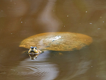 A captive adult Arrau turtle, Podocnemis expansa, surfacing at the Dallas Manatee Rescue Center, Iquitos, Peru.