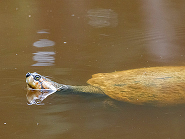 A captive adult Arrau turtle, Podocnemis expansa, surfacing at the Dallas Manatee Rescue Center, Iquitos, Peru.