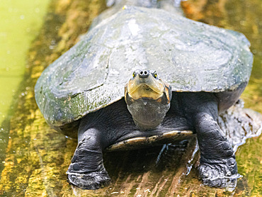A captive adult yellow-spotted river turtle, Podocnemis unifilis, at the Dallas Manatee Rescue Center, Iquitos, Peru.