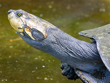 A captive adult yellow-spotted river turtle, Podocnemis unifilis, at the Dallas Manatee Rescue Center, Iquitos, Peru.