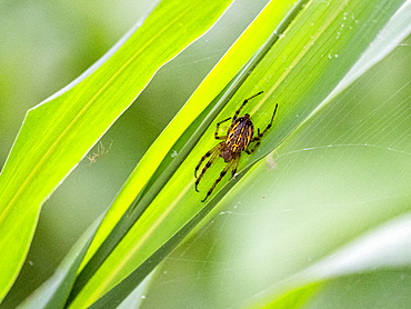 An adult spider, Alpaida veniliae, at the Dallas Manatee Rescue Center, Iquitos, Peru.