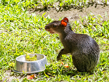 A captive adult black agouti, Dasyprocta fuliginosa, at the Dallas Manatee Rescue Center, Iquitos, Peru.